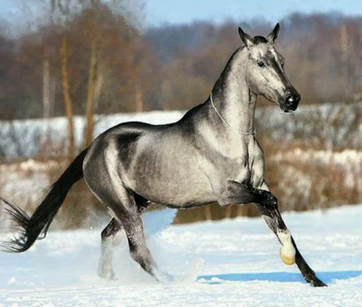 Масти лошадей: фото, описание.