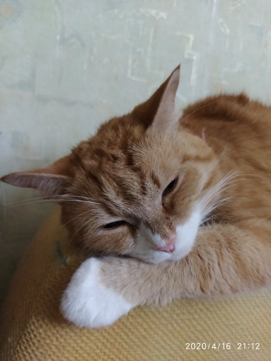 Это мой любимый кот