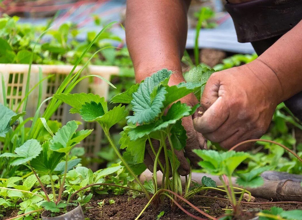 Источник фото: fruitree.ru