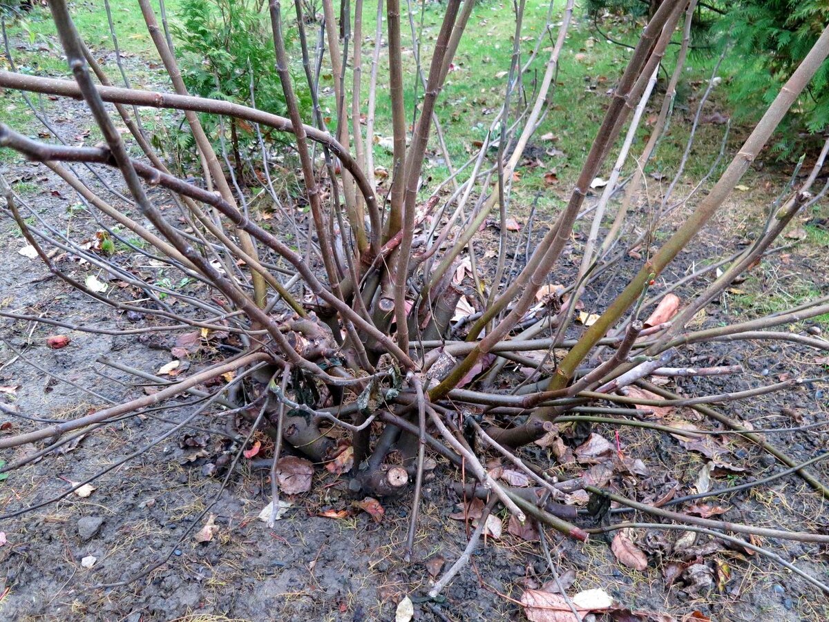 Фото из интернета. Загущенный куст инжира. 