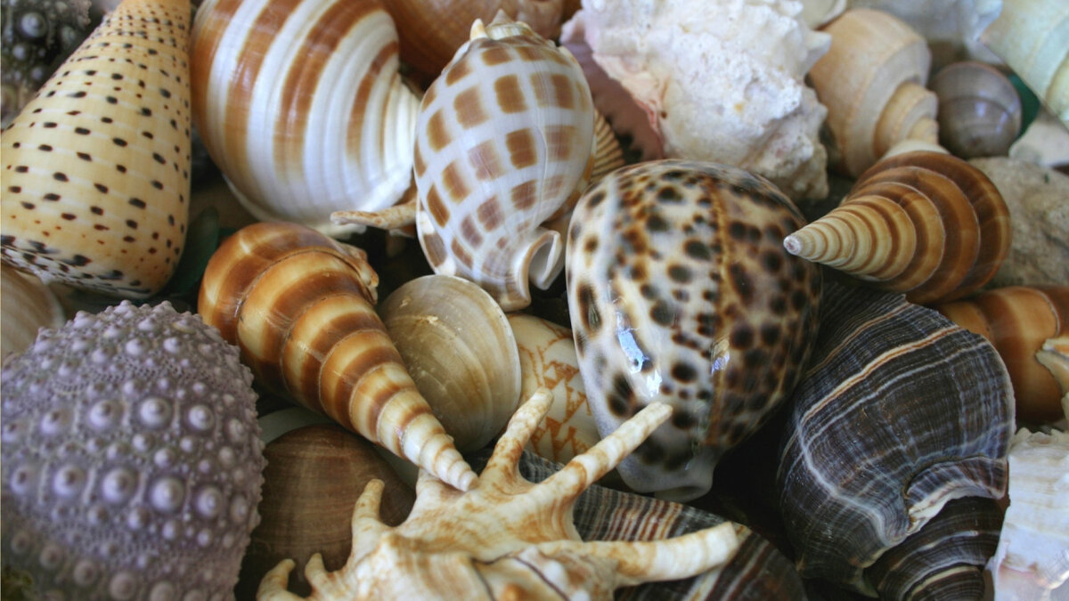 How to make a stone from shells and shells?