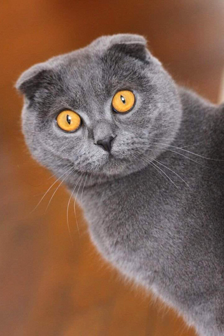 Шотландия считается родиной этих кошек, именно там появилась первая в мире 
кошка с загнутыми ушами, в 1961 году ..