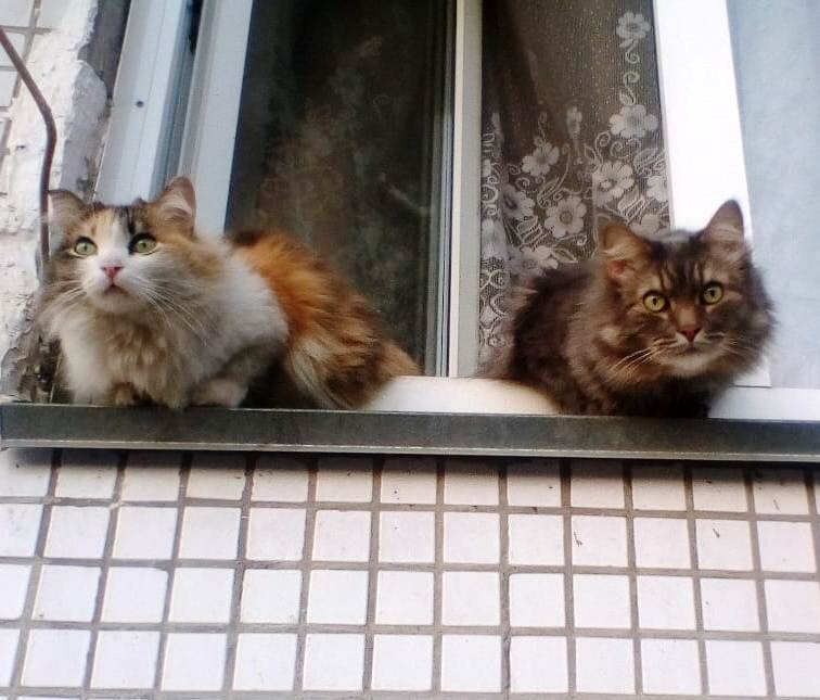 Цвета ждёт Тихона, а Веня отЧАЯлся)