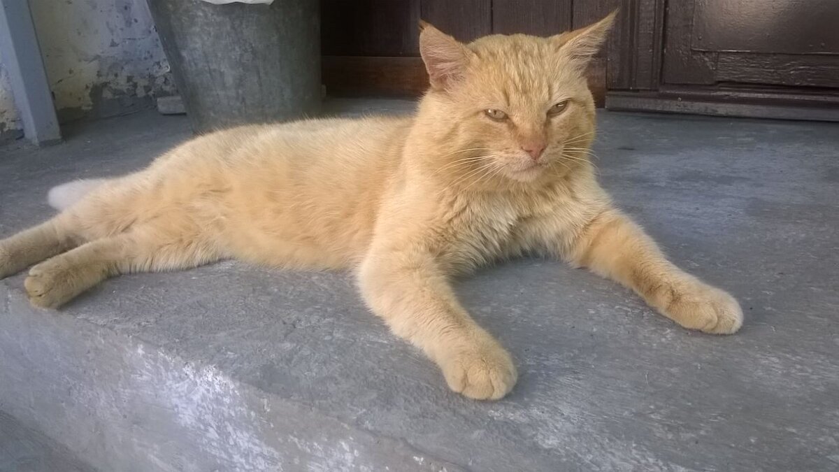 Царь,просто царь