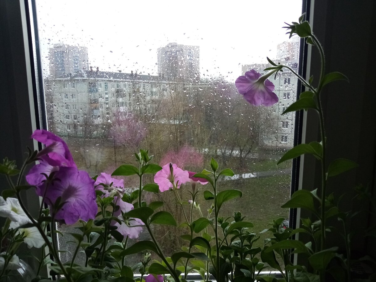 Вот такая у меня красота - и на окне, и за окном. Дождь... 