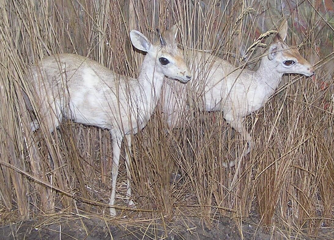 Антилопа Дикдик один из самых верных из всех животных на земле, выбирая себе пару, они неразлучно живут парой всю жизнь. Изображение из источника: wikimedia commons