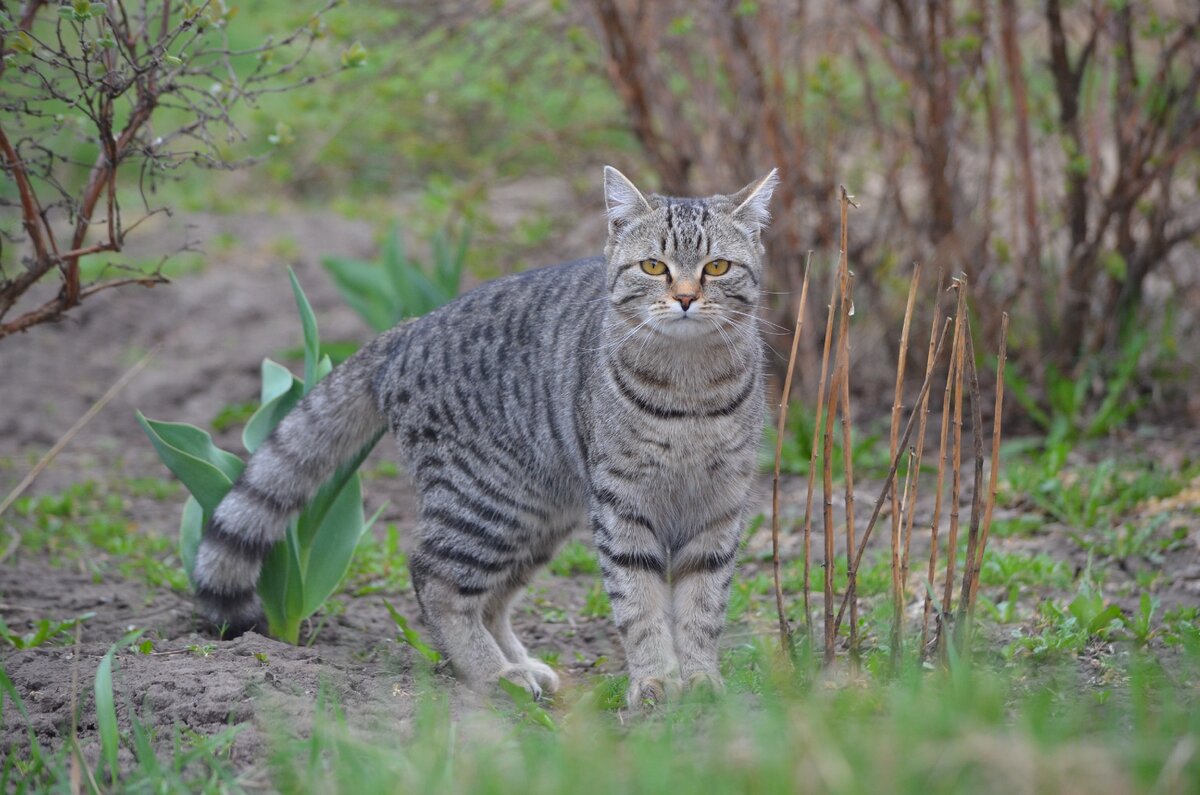 Тиша. Фото автора
