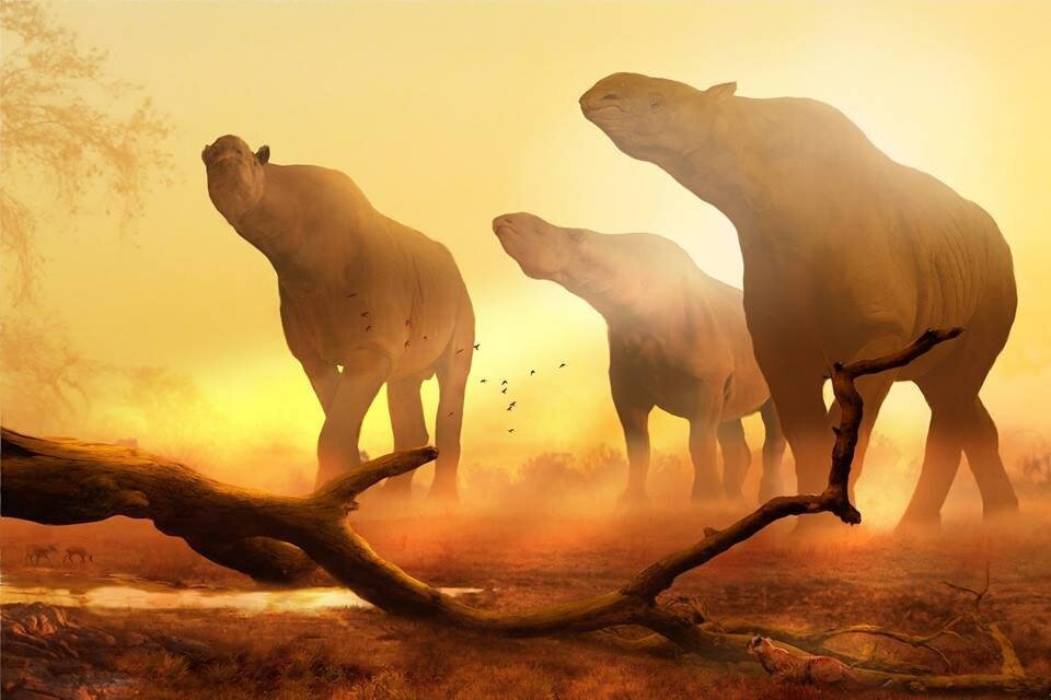 Индрикотерии