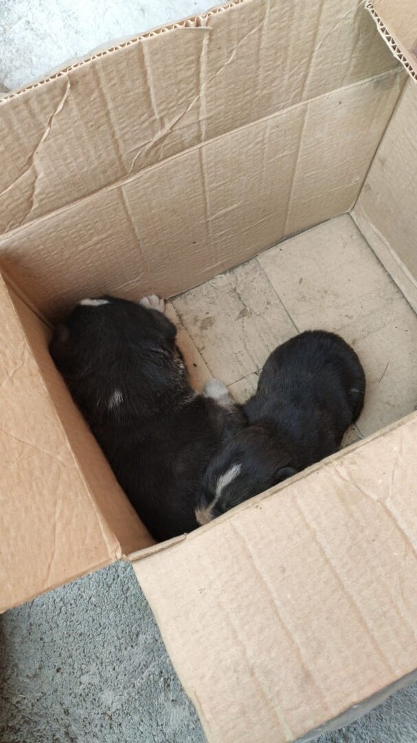 так их обнаружили