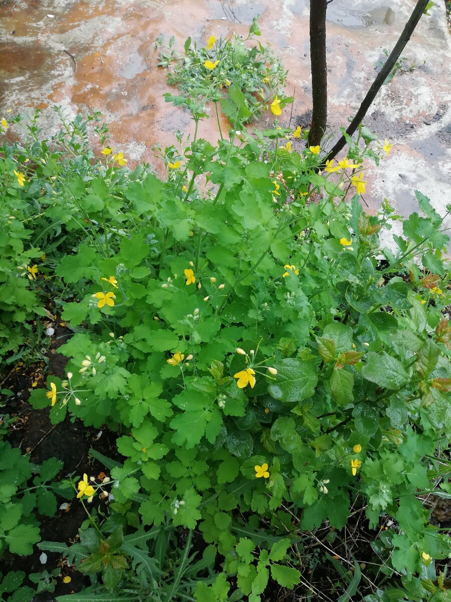 Сбор чистотела