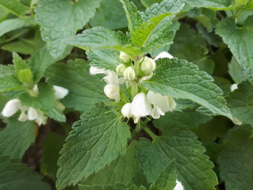 Глухая крапива