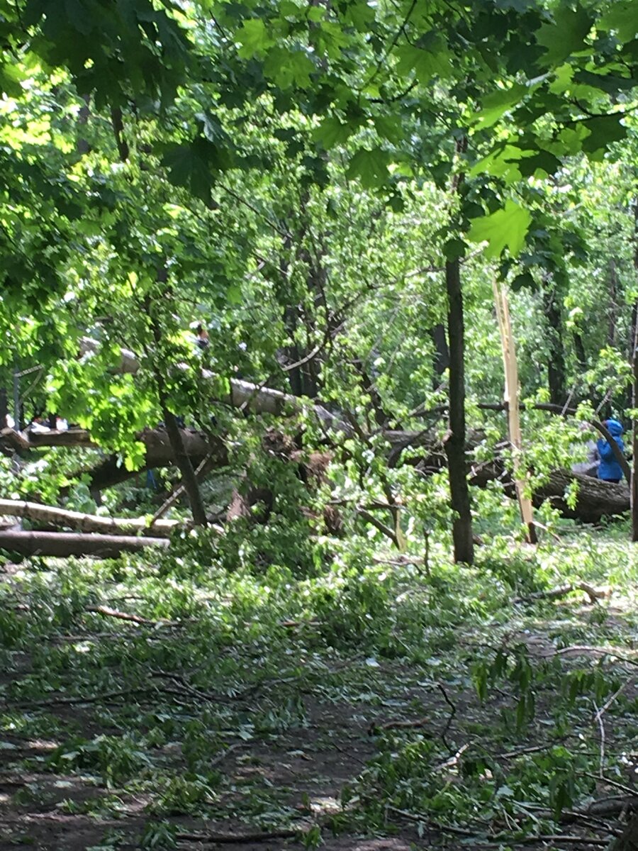 Один из городских парков, буря налетела внезапно.Никто, по счастливой случайности, не пострадал