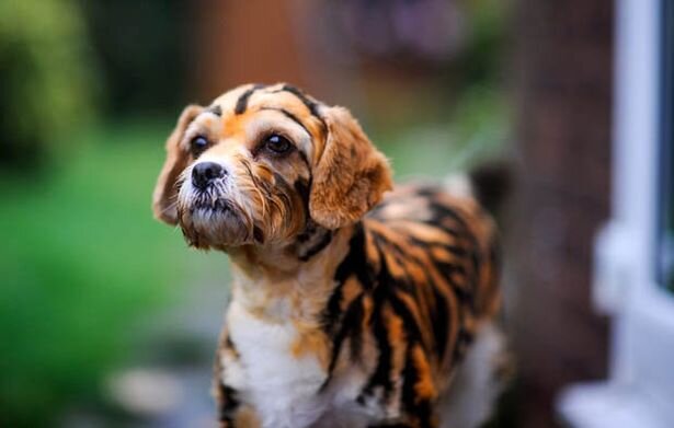 Источник фото: www.dailystar.co.uk