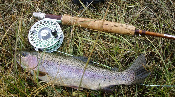 https://pixabay.com/photos/rainbow-trout-fish-fresh-caught-609551/