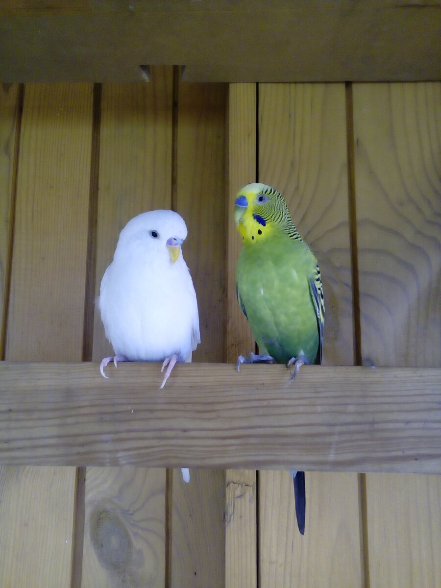 Два пёрышка