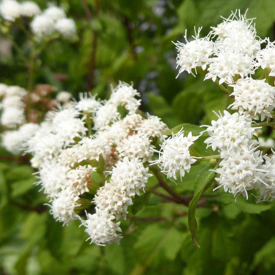 Посконник белый (Eupatorium album)