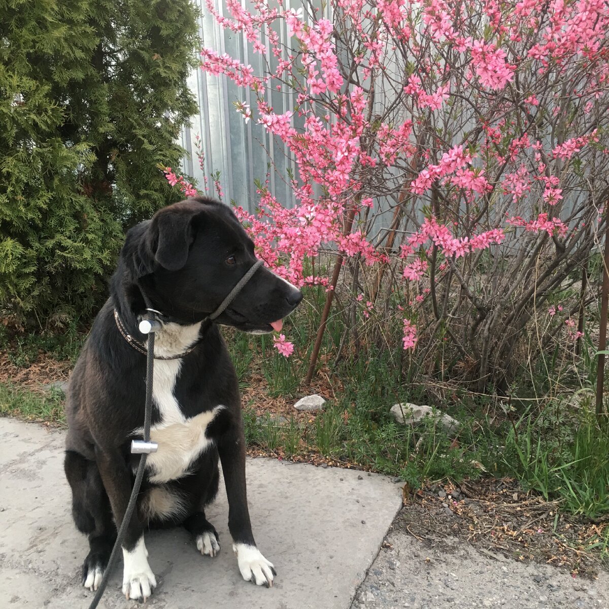 Черри охотно позирует 