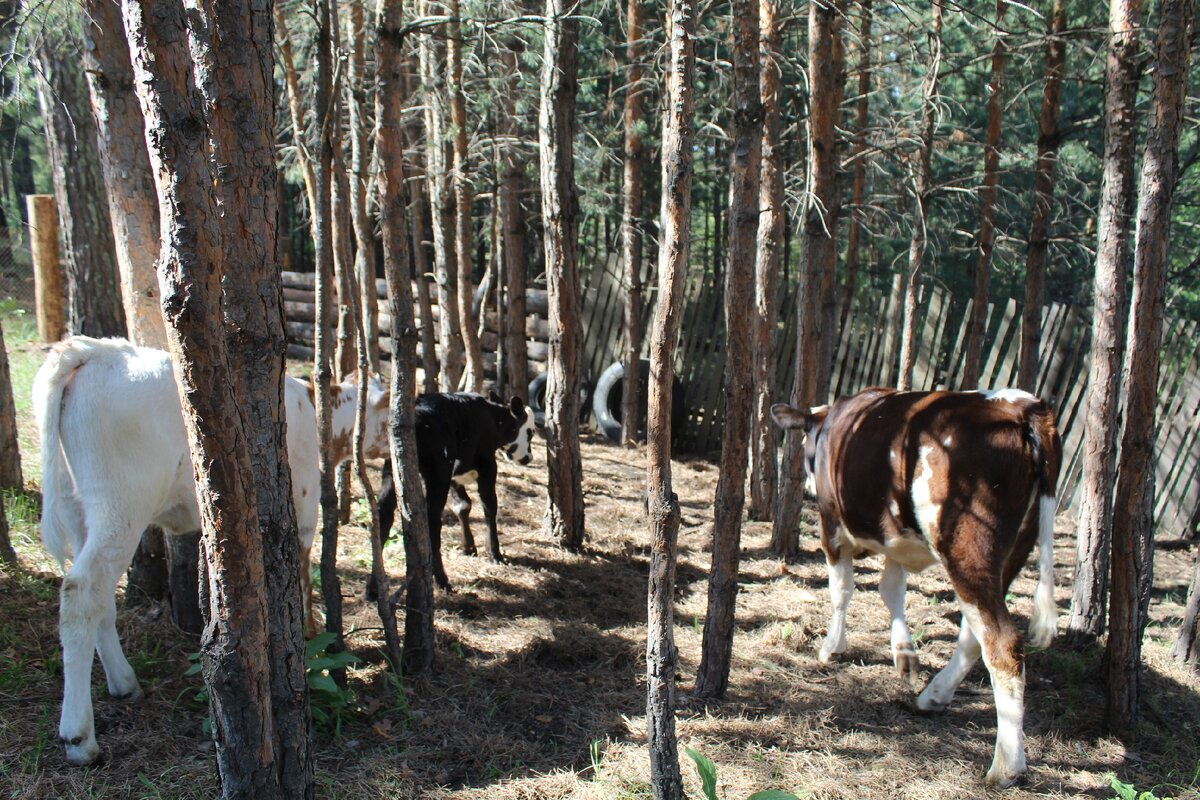 Телята в тенёчке. Белая Марта, коричневая Линда,чёрная Маечка.