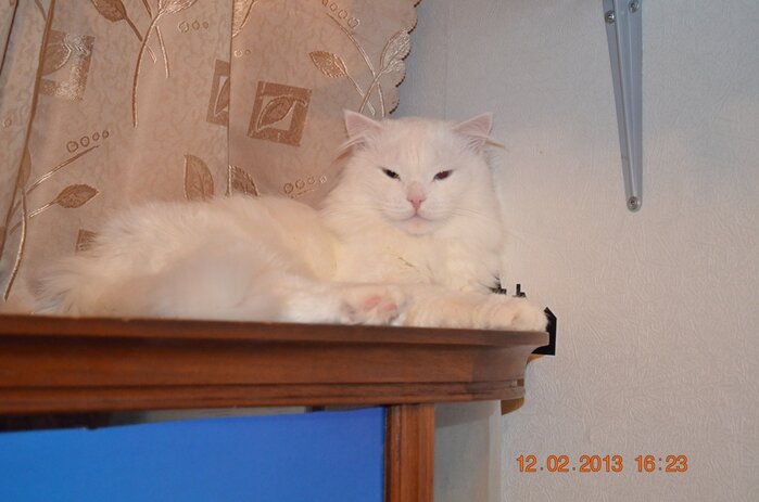 после принятия ванны Гера красавец.