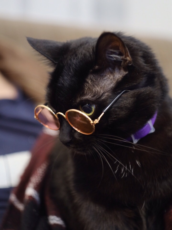 Котик моего брата:)