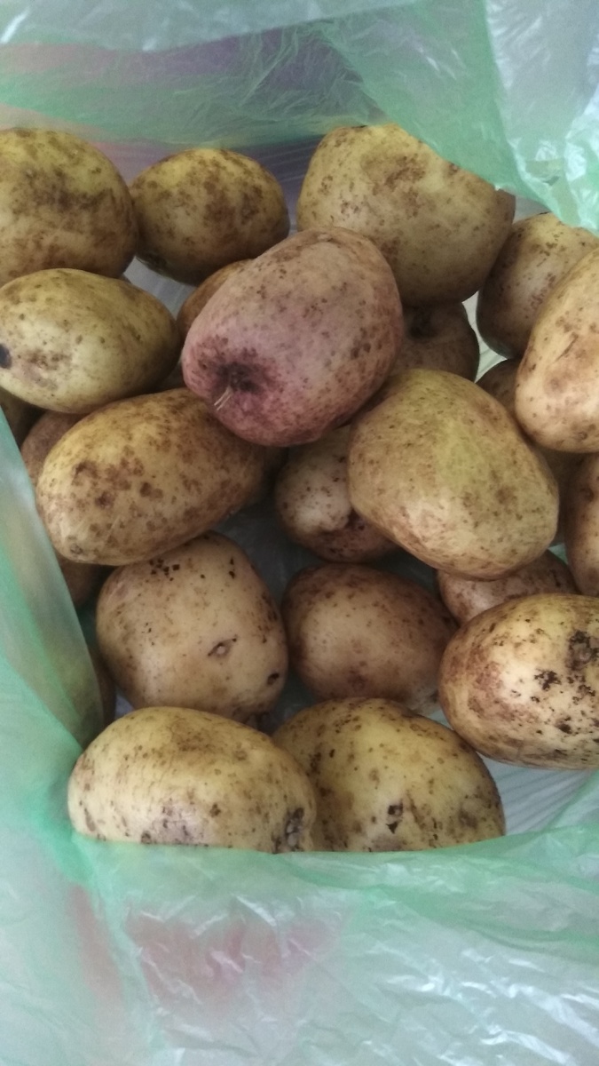 Картофель мытый средних размеров, крупный готовится долго, и пока сердцевина дойдёт, поверхность изрядно изжарится.