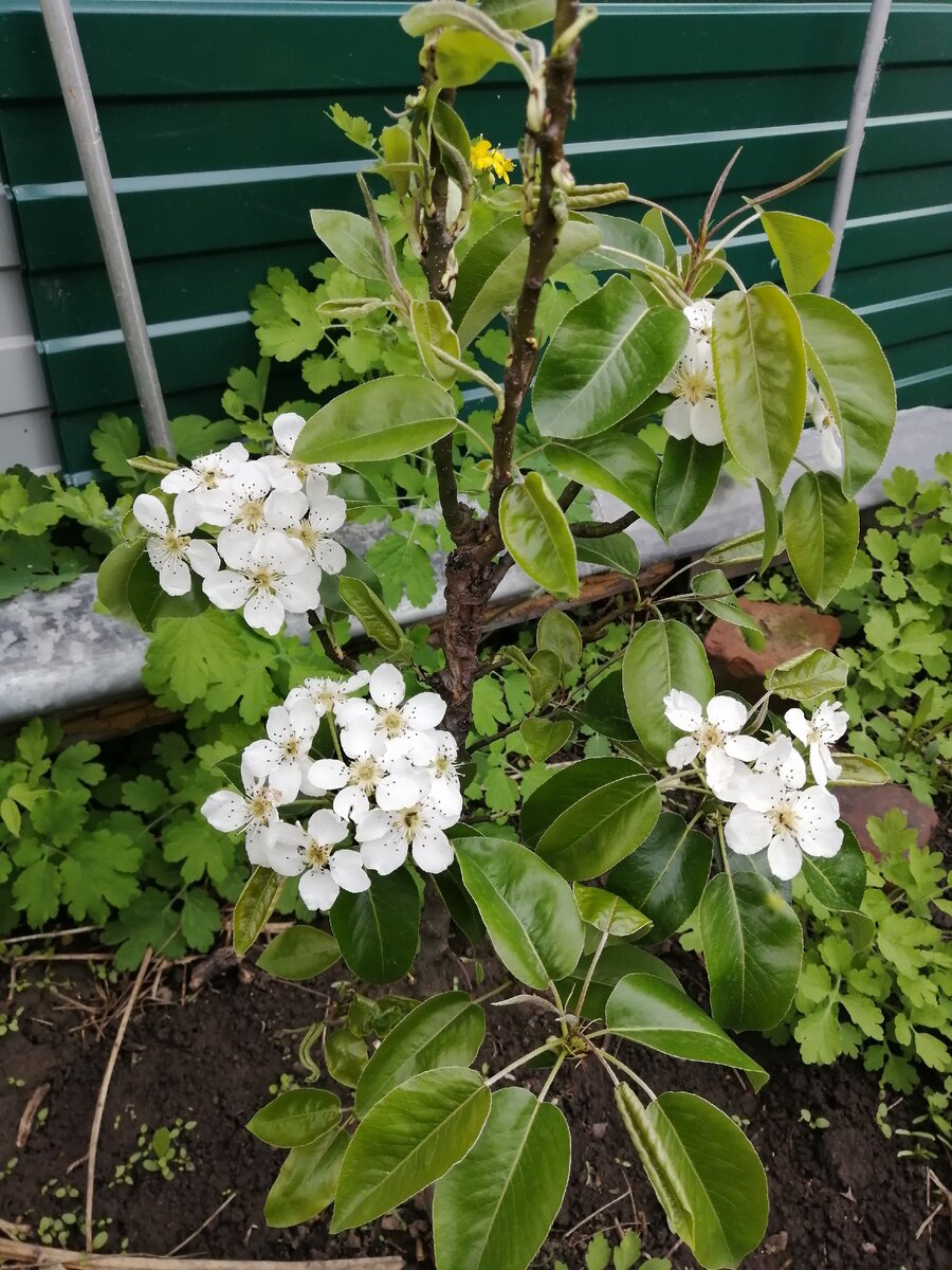 Первый цвет колоновидной груши, высота 60см.2020 г. 