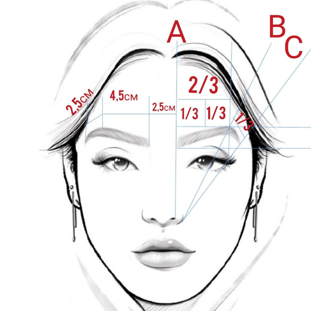 Схема построения бровей на лице для перманентного макияжа