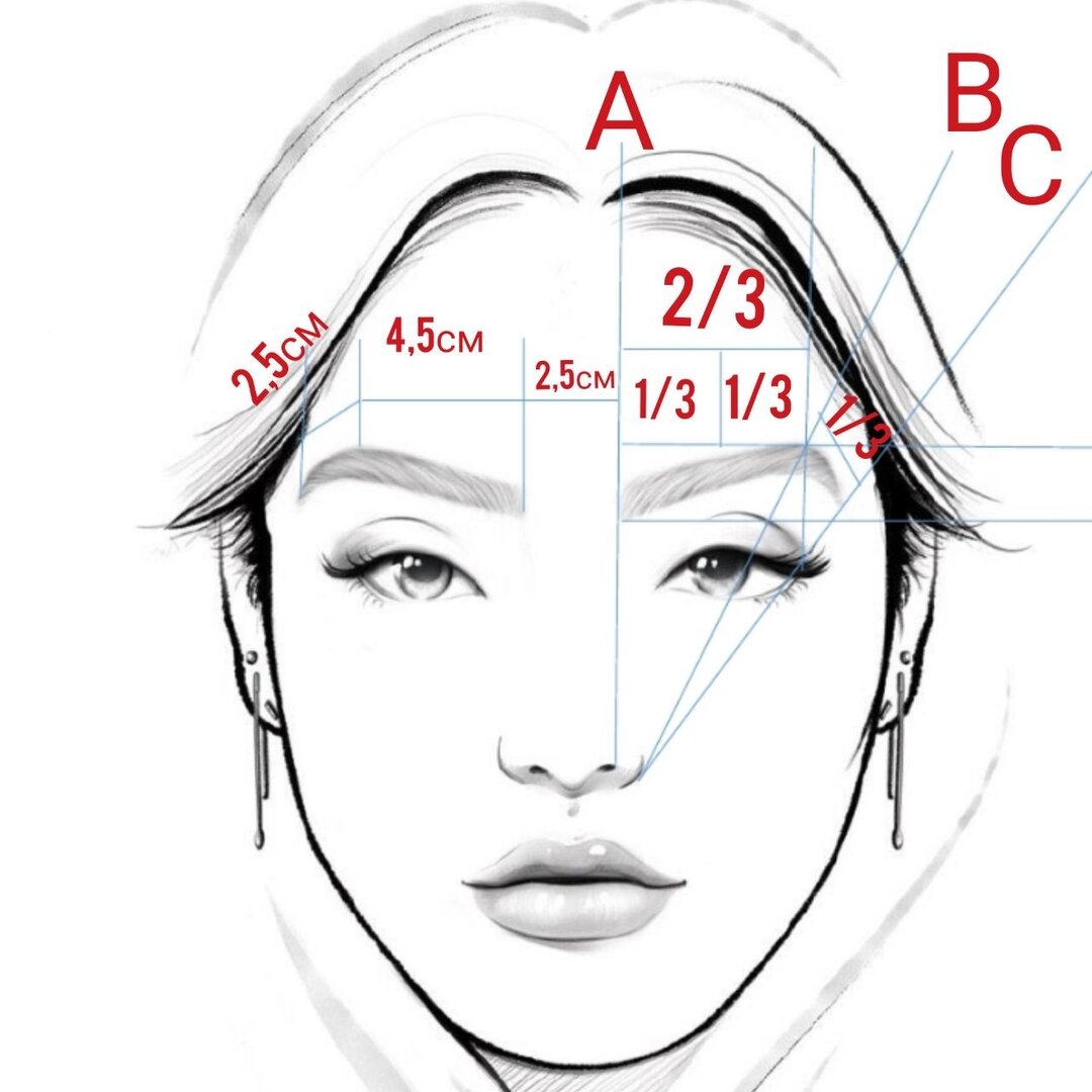 Схема правильных бровей правильных