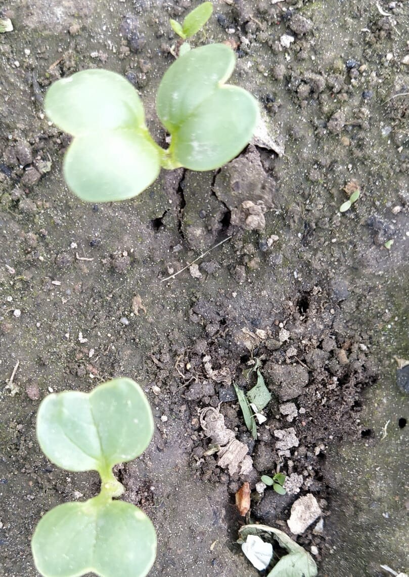 Дайкон через 2 недели после посева