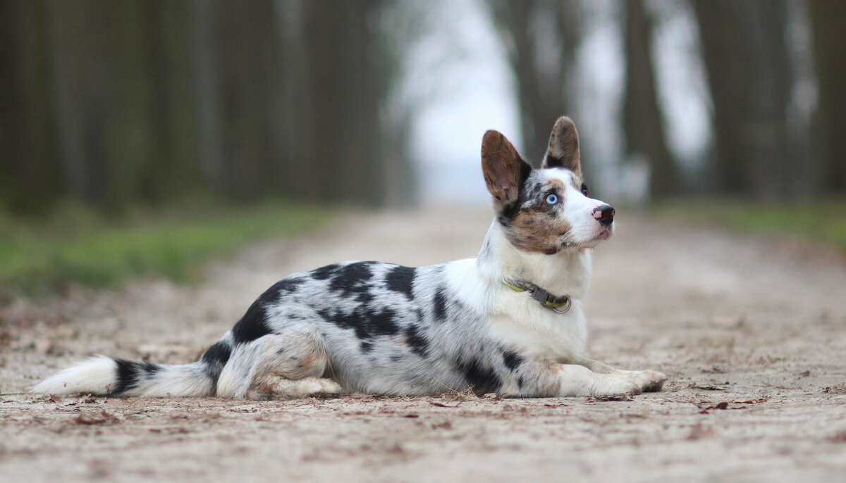 Кардиганы  имею разные окрасы .