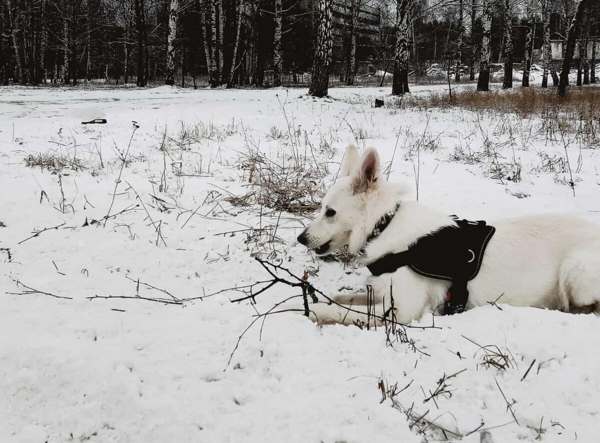 в этой статье я буду много писать о любви Линды к палочкам.