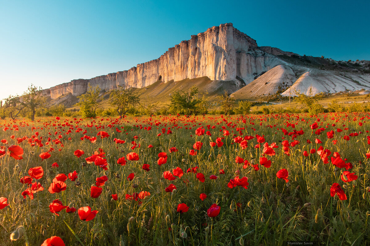 Маковое поле около Белой скалы, в Белогорске