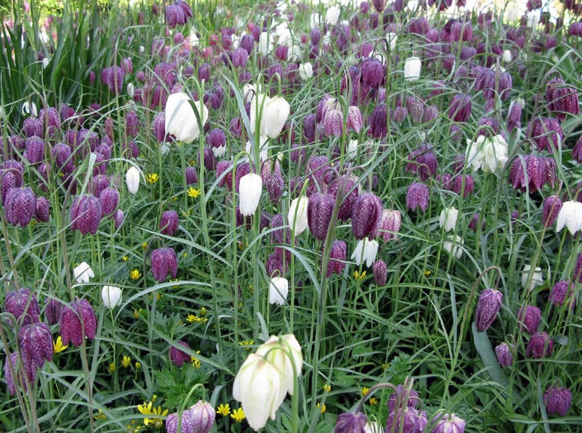 Рябчик шахматный Fritillaria meleagris