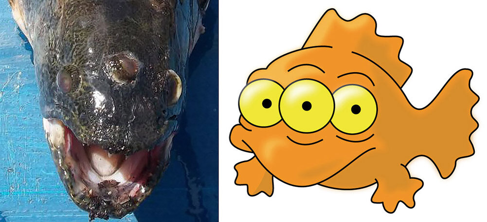 Рыба с 3-мя глазами 