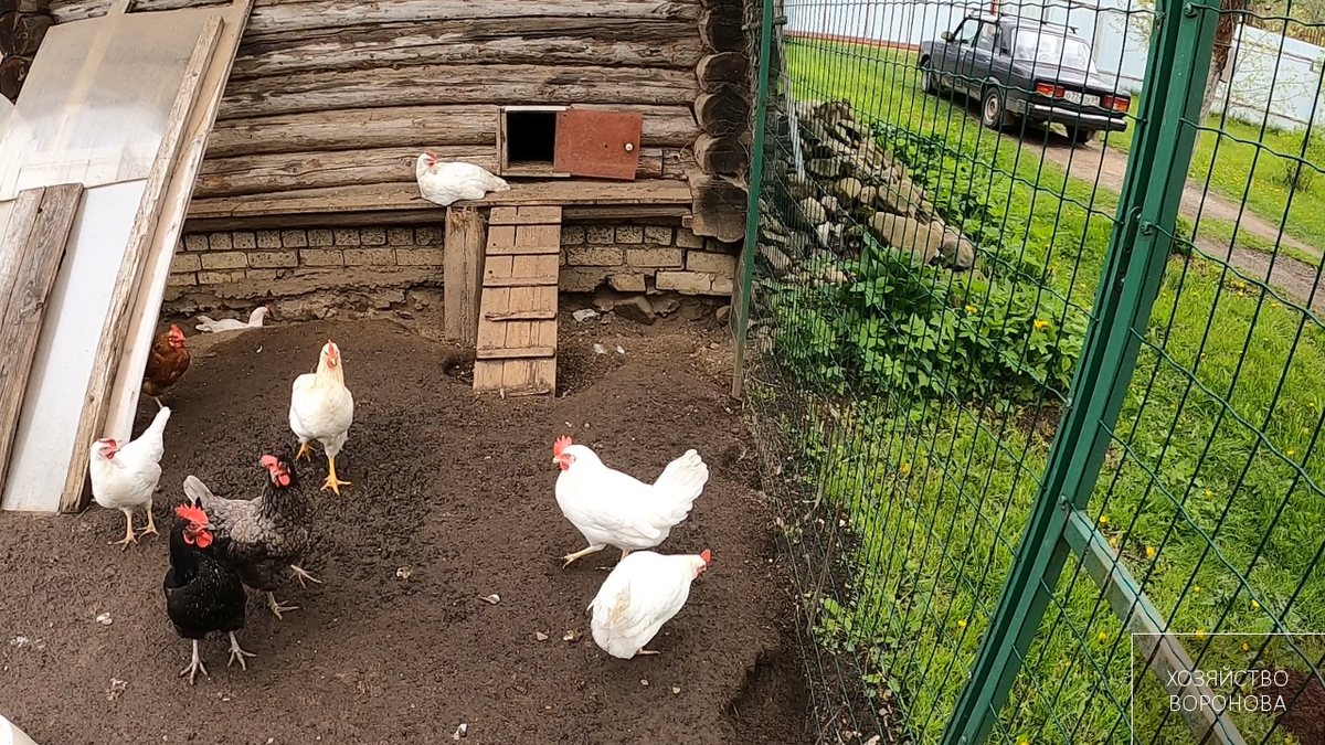 Куры разных пород в одном курятнике. Куры в курятнике. Разведение курей на даче. Разведение кур на дачном участке. Куры на даче.