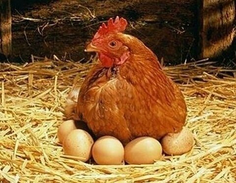 Фото: чем кормить кур, чтобы отложить больше яиц?