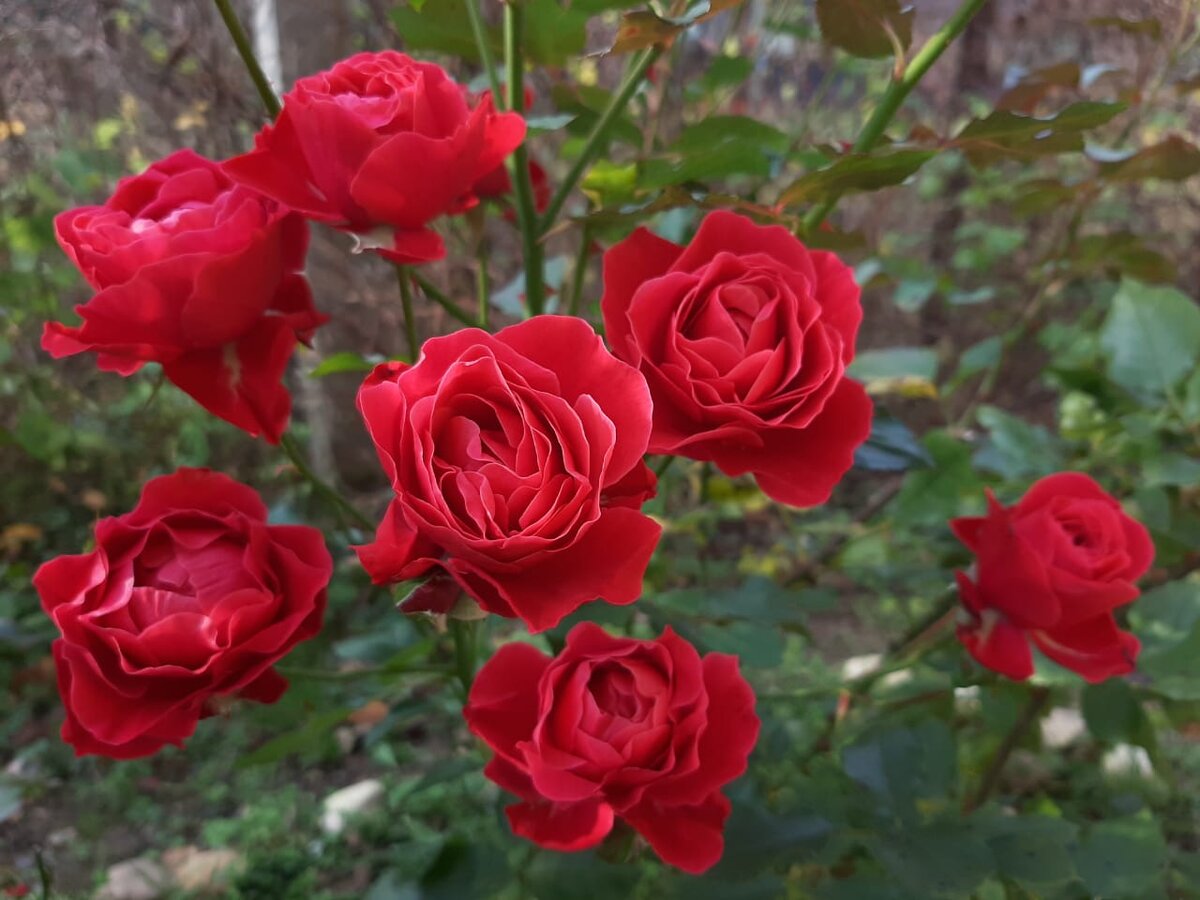 Поговорим о РОЗАХ 🌹. Вопросы -ответы. Часть 14. | Цветочница Анюта 🌹 |  Дзен