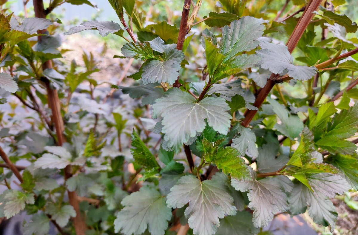 Пузыреплодник Дьябло