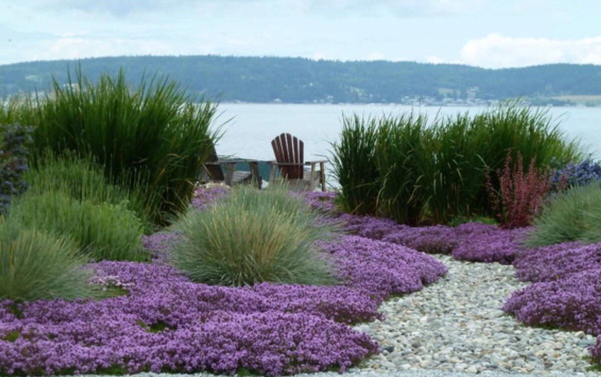 Тимьян восхитительно сочетается со злаковыми