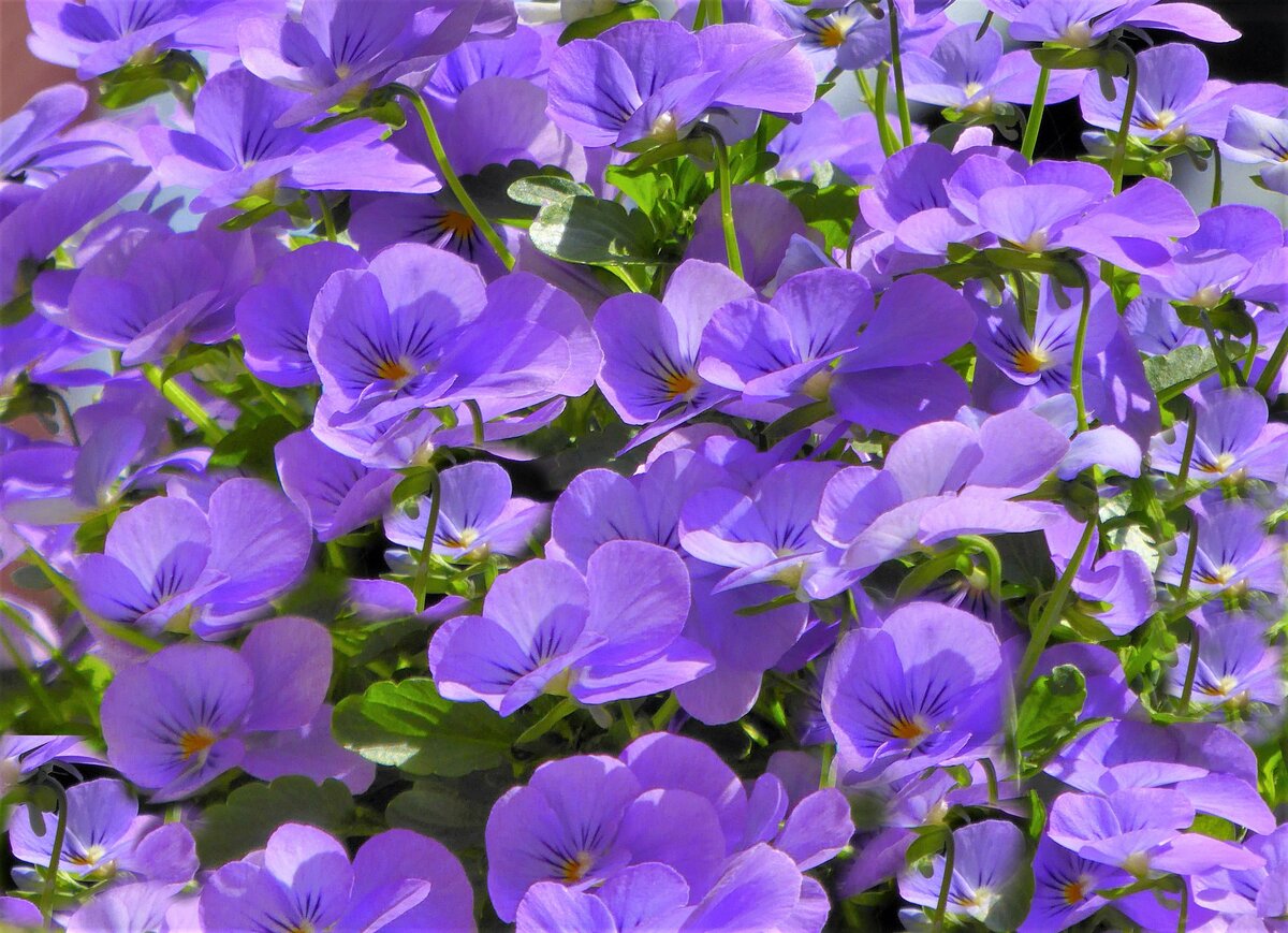 Viola odarata.
