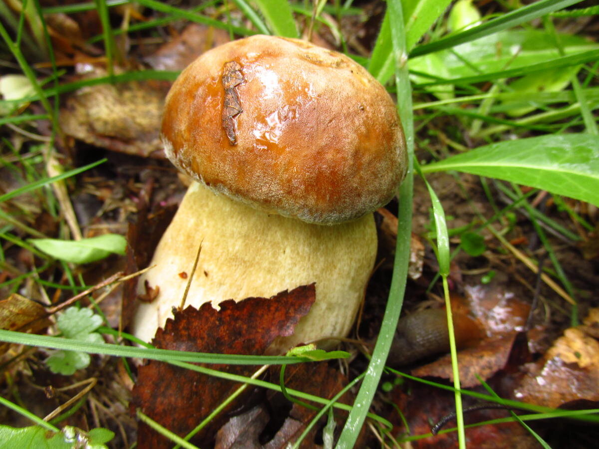 Вот это майский партизан - красив, но принципиально единичен (фото пользователя MikeR)