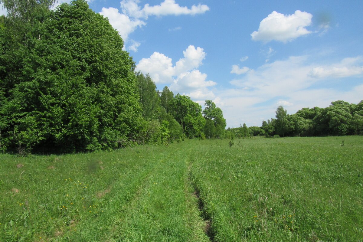 Кокое всё зелёное! Вон там, вдоль опушки слева, мы и будем их искать... (фото И.Лебединского)