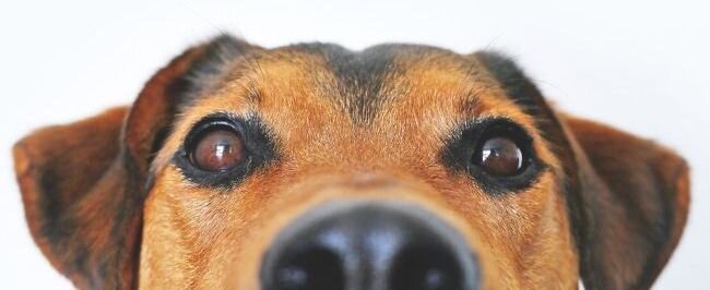 Lum3n.com (Pexels) / Canva.com