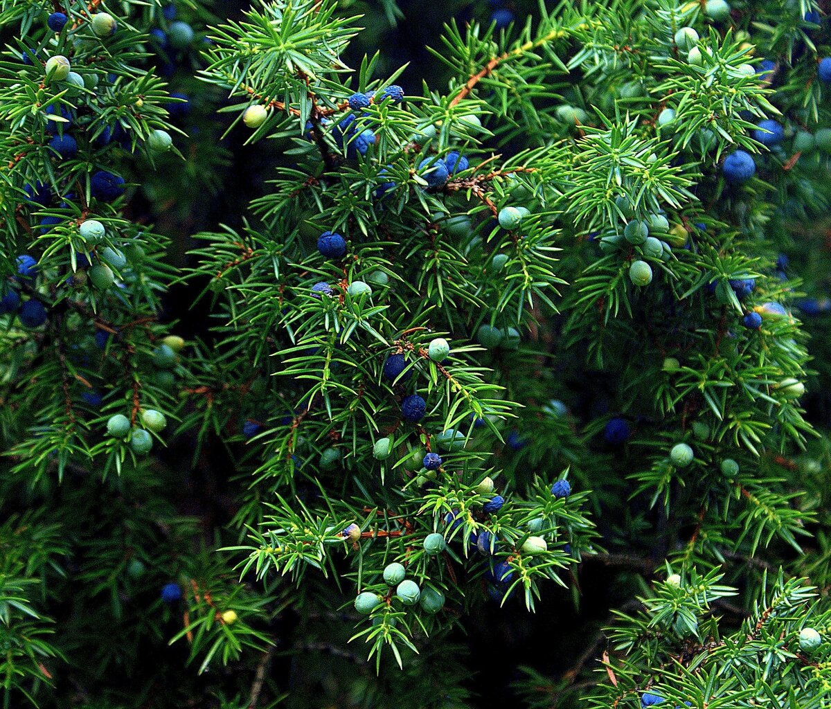 Можжевельник символ. Можжевельник Juniperus communis. Можжевельник обыкновенный Верес. Можжевельник обыкновенный Шишкоягоды. Juniper Berry можжевельник.