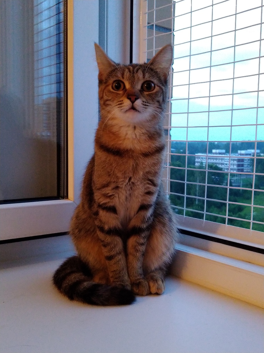 Дуся - фото на паспорт