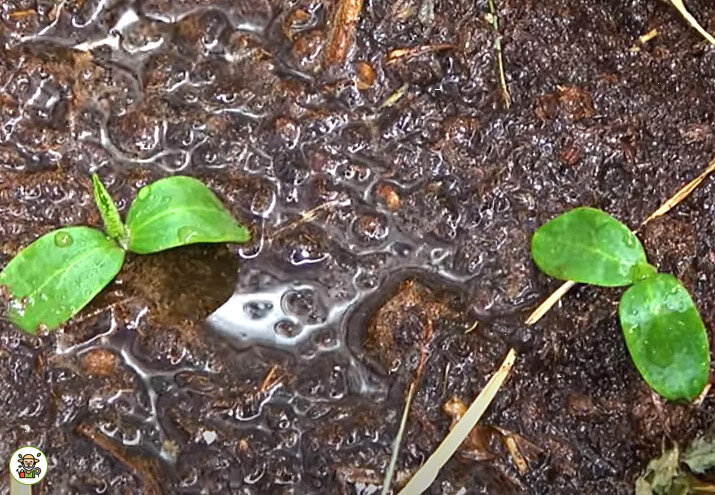 Подкормка всходов огурцов