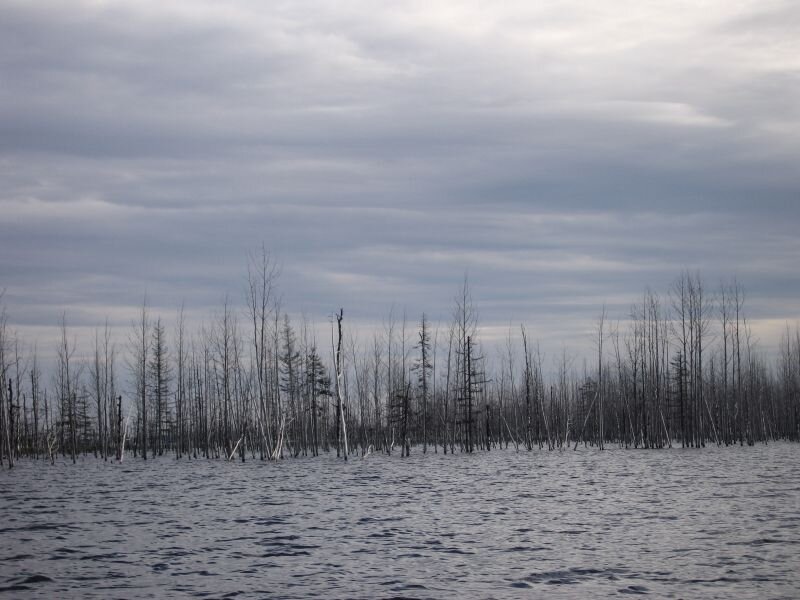 Янский коряжник