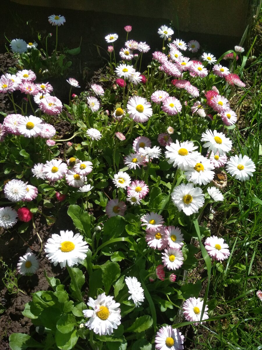 И здесь маргариточки