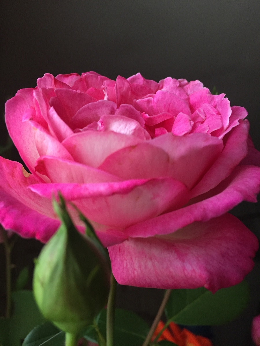 Просто красивая роза.