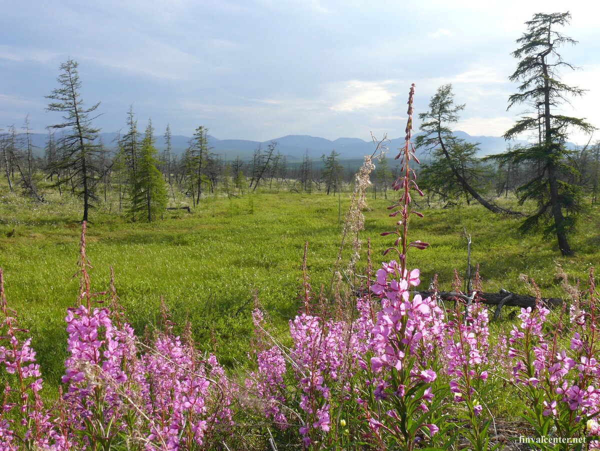 Усть куйга фото поселка